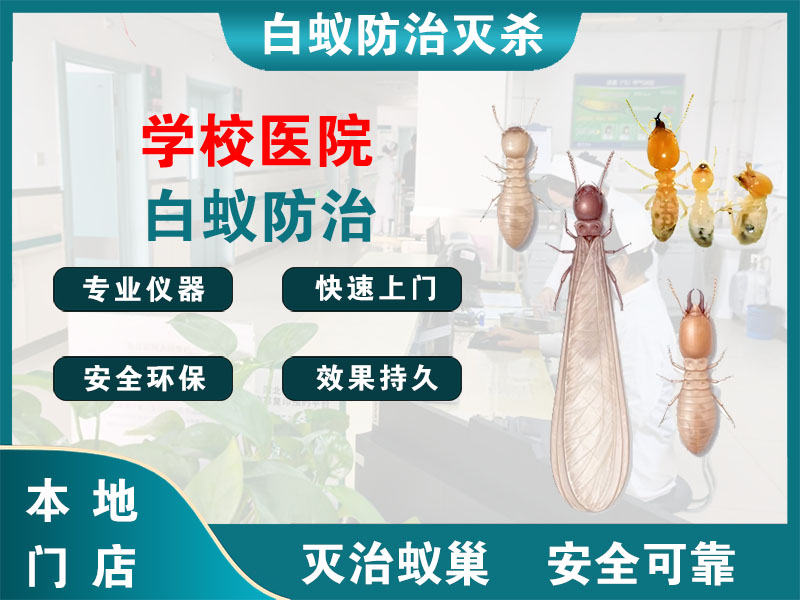 泗洪学校医院白蚁防治