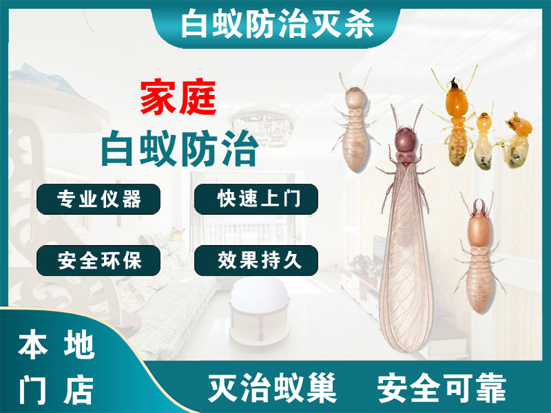 泗洪家庭白蚁防治