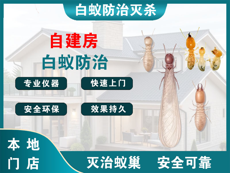 泗洪自建房白蚁防治