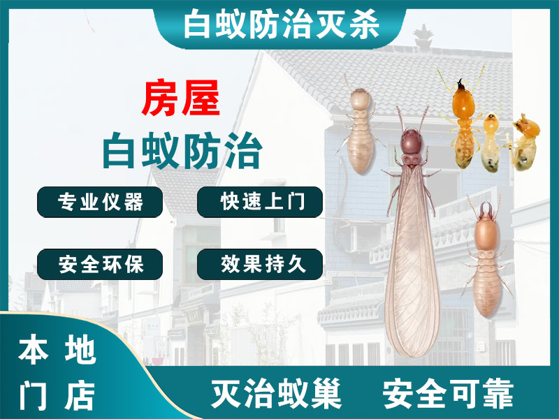 泗洪房屋白蚁防治